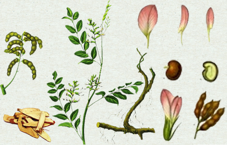 Cam Thảo (Glycyrrhiza spp. Fabaceae)